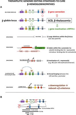 β-Hemoglobinopathies: The Test Bench for Genome Editing-Based Therapeutic Strategies